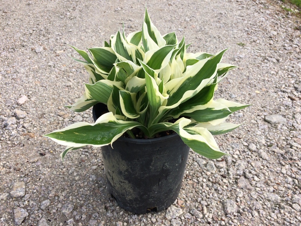 Perennial, Plantain Lily