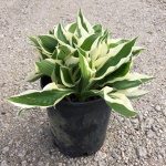 Perennial, Plantain Lily