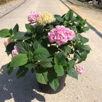 Penny Mac Hydrangea