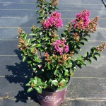 Crapemyrtle, Crape Myrtle, Shrub, Tree, First Editions