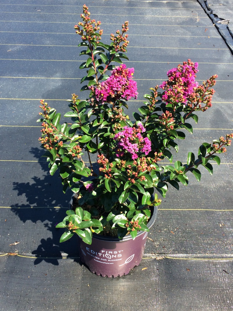 Crapemyrtle, Crape Myrtle, Shrub, Tree, First Editions