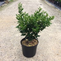 Recurvifolium Ligustrum