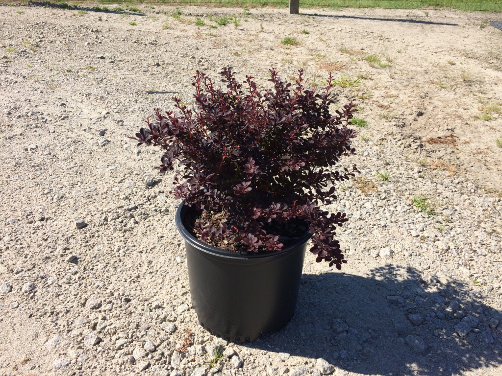 Ornamental, Shrub, Barberry