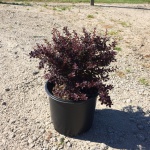 Ornamental, Shrub, Barberry