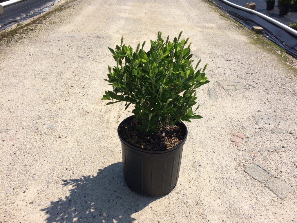 Ornamental, Shrub, Summersweet, Hummingbird Plant, Sweet Pepperbush