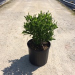 Ornamental, Shrub, Summersweet, Hummingbird Plant, Sweet Pepperbush