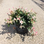 Vine, Asiatic Jasmine