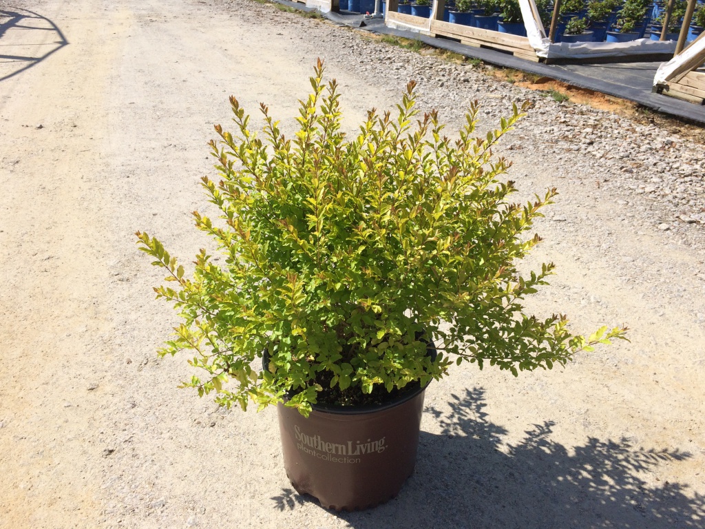 Ornamental, Shrub, Privet, Southern Living