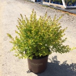 Ornamental, Shrub, Privet, Southern Living