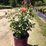 Ornamental, Shrub, Easy Elegance, Rose
