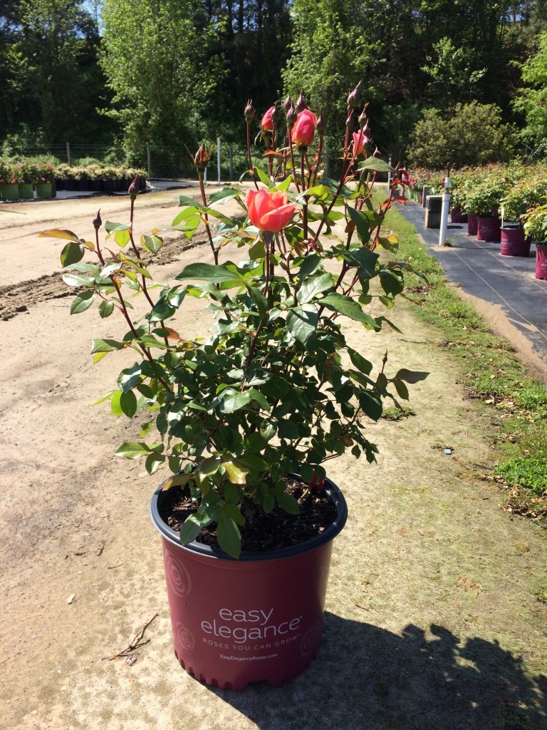 Ornamental, Shrub, Easy Elegance, Rose