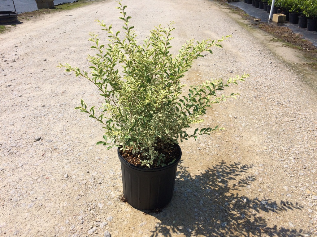 Ornamental, Shrub, Privet