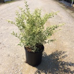 Ornamental, Shrub, Privet