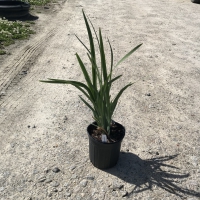 Variegated Iris