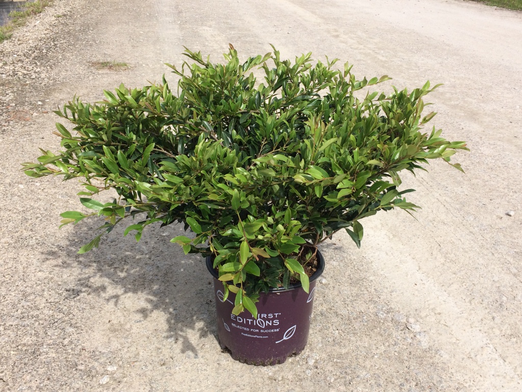 Ornamental, Shrub, First Editions