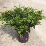 Ornamental, Shrub, First Editions