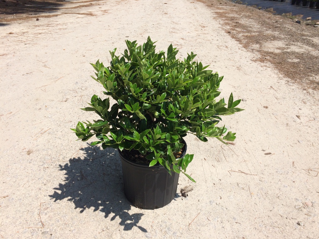 Ornamental, Shrub, cornuta, Chinese Holly