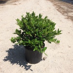 Ornamental, Shrub, cornuta, Chinese Holly