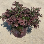 Ornamental, Shrub, Fringe Flower, First Editions