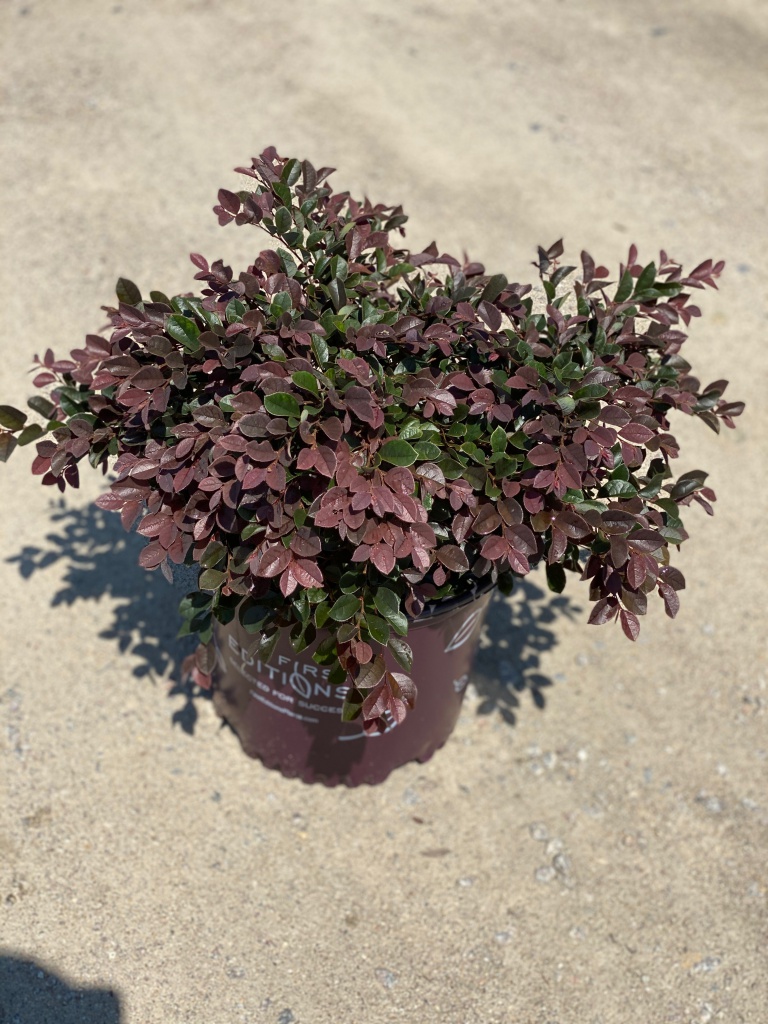 Ornamental, Shrub, Fringe Flower, First Editions