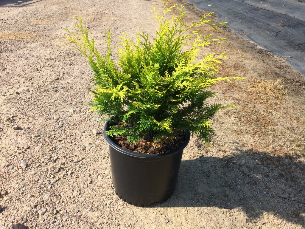 Ornamental, Shrub, False Cypress, Falsecypress