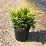 Ornamental, Shrub, False Cypress, Falsecypress