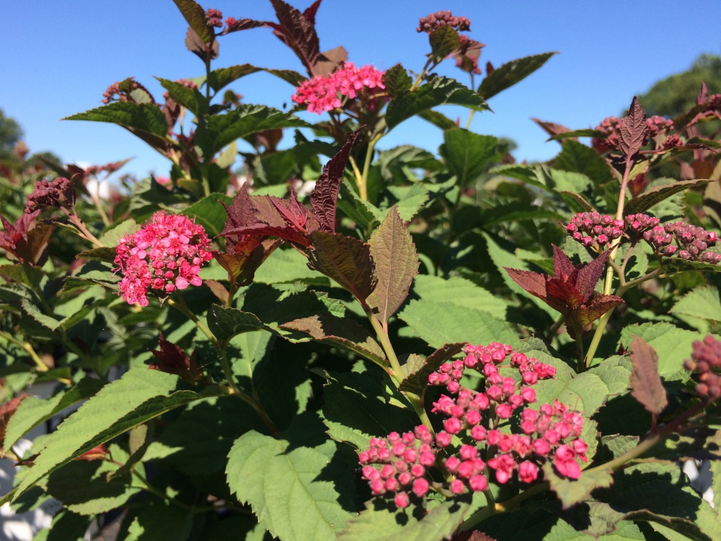 Ornamental, Shrub, Proven Winners, PW, Spiraea