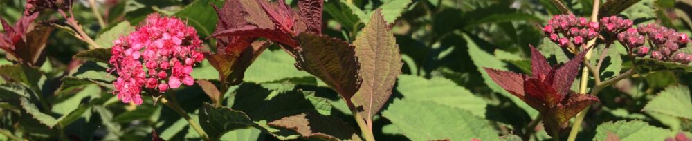 Ornamental, Shrub, Proven Winners, PW, Spiraea