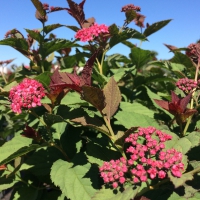 Double Play Doozie Spirea flower