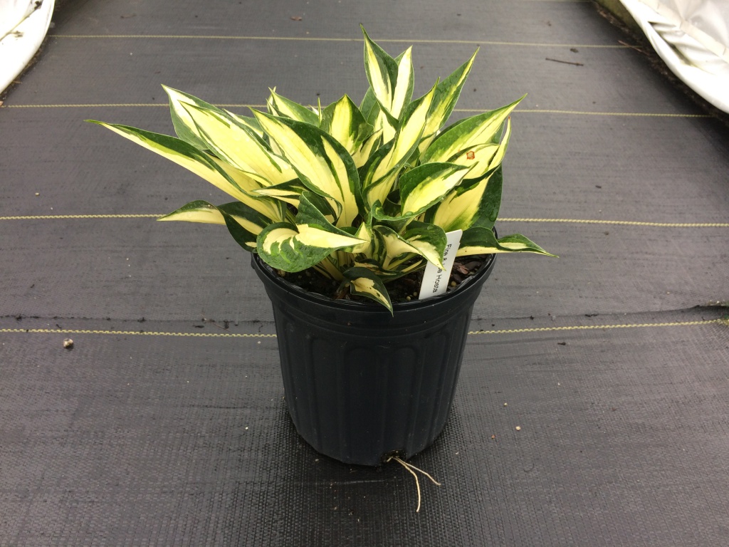 Perennial, Plantain Lily