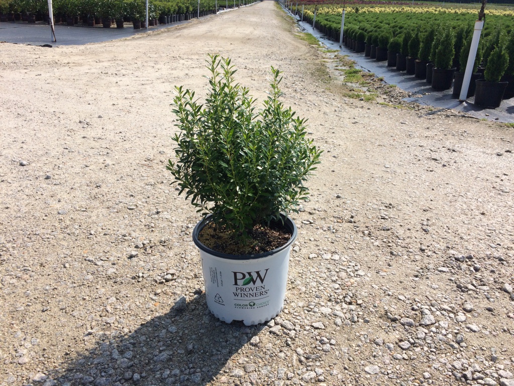 Ornamental, Shrub, Inkberry Holly, Proven Winners, PW