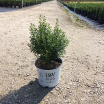 Ornamental, Shrub, Inkberry Holly, Proven Winners, PW