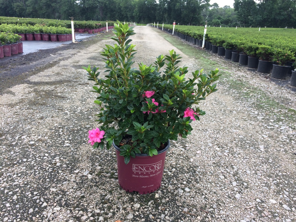 Encore, Ornamental, Shrub, Rhododendron