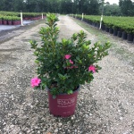 Encore, Ornamental, Shrub, Rhododendron