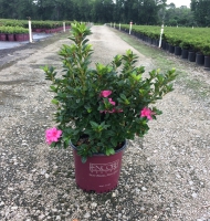 Autumn Carnation Encore Azalea
