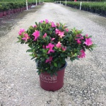 Encore, Ornamental, Shrub, Rhododendron