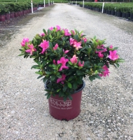 Autumn Royalty Encore Azalea