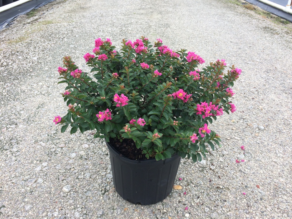 Crapemyrtle, Crape Myrtle, Shrub