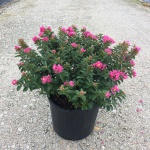 Crapemyrtle, Crape Myrtle, Shrub