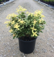 Goshiki Osmanthus