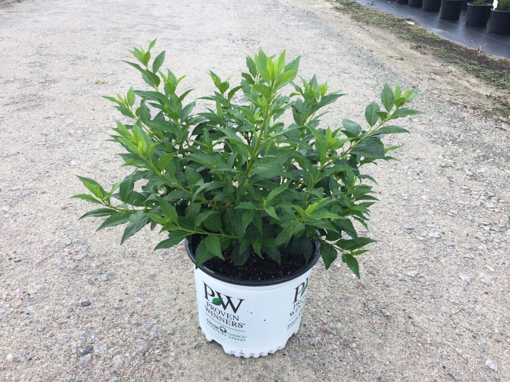 Ornamental, Shrub, Proven Winners, PW, Yellowbells