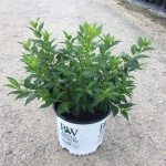 Ornamental, Shrub, Proven Winners, PW, Yellowbells