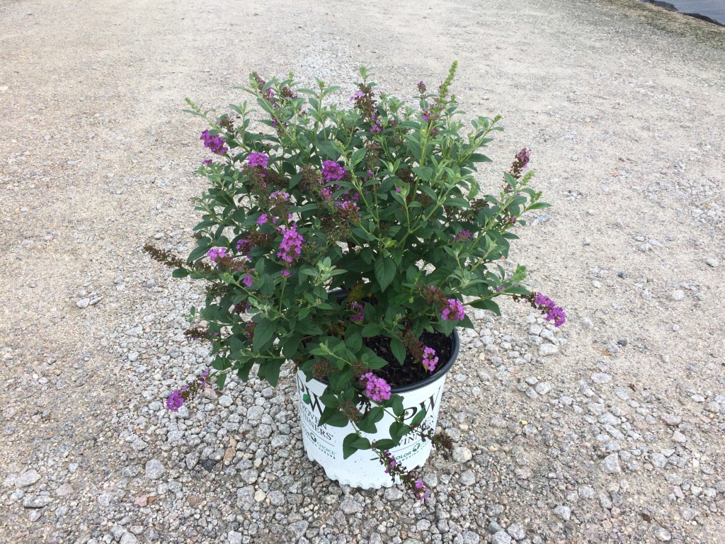 Ornamental, Shrub, Proven Winners, PW, Butterfly Bush