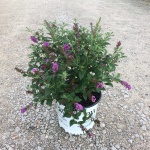 Ornamental, Shrub, Proven Winners, PW, Butterfly Bush
