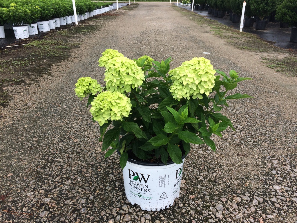 Little Lime™ Hydrangea