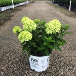 Little Lime™ Hydrangea