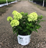 Little Lime Hydrangea