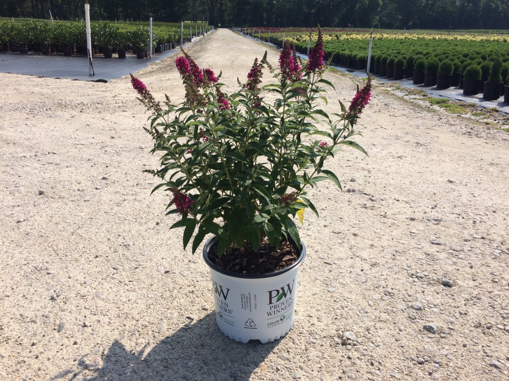 Ornamental, Shrub, Proven Winners, PW, Butterfly Bush