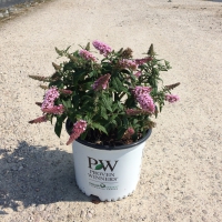 Pugster Pink(R) Buddleia