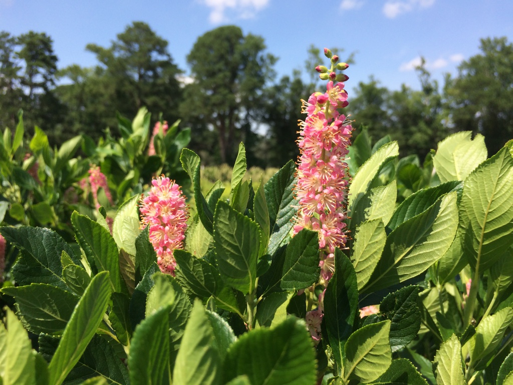 Ornamental, Shrub, Summersweet, Hummingbird Plant, Sweet Pepperbush
